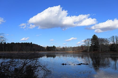 At Claire Birtz Wildlife Sanctuary, looking across Morse Pond