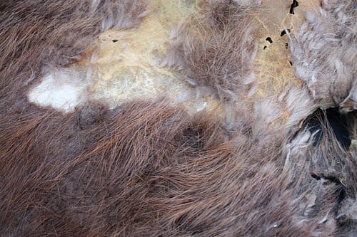 Photos from a Fall 2010 free walk at Meadowbrook Pond, where we learned about the beavers that make their home there. Please see the Seattle Natural Selection blog for a post on the event .