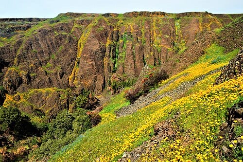 This is a view across a vast gorge that bisects North Table Mountain near Lake Oroville in California. Due to this, its possible to see the basalt pillars deposited from an ancient lava flow.
