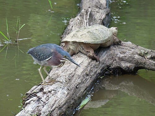 Green heron and turtle in Huntley Meadows Park , Virginia