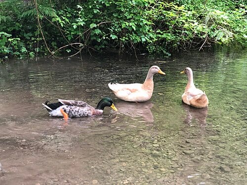 Ducks at Green River Gorge Springs