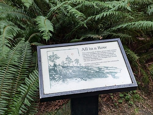 The Spruce Nature Trail