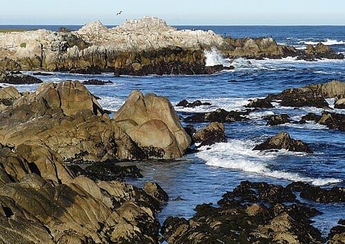 Asilomar State Beach is located on Sunset Drive in Pacific Grove, Calif. Shore birds such as Whimbrel, Black Turnstone, Surf Bird, Black-bellied Plover, Black Oystercatcher, and Sanderling can readily be seen from the walking path.