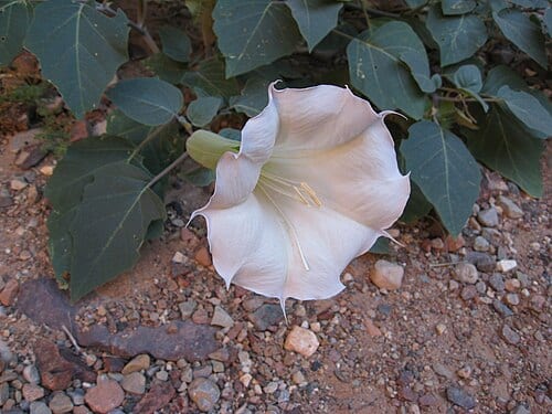 Seen near Phantom Creek, North Kaibab trail, Grand canyon National Park en.wikipedia.org/wiki/Datura_wrightii gc 412