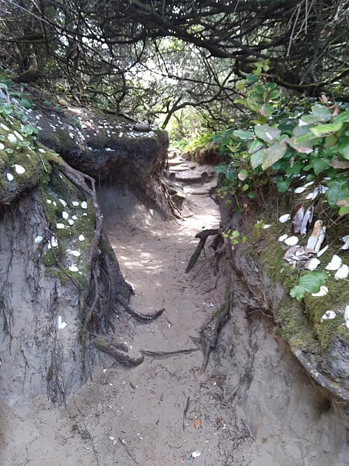 Entrance trail to hobbit Beach, Oregon.
