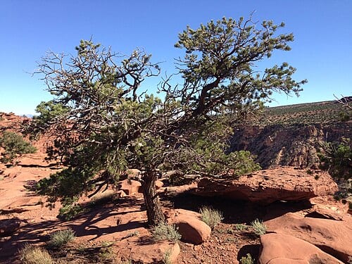 Pinus edulis near Goosenecks Overlook in Capitol Reef National Park