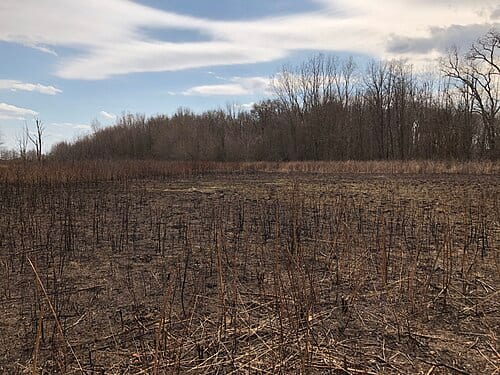 A field in Wintergarden park after a controlled burn.