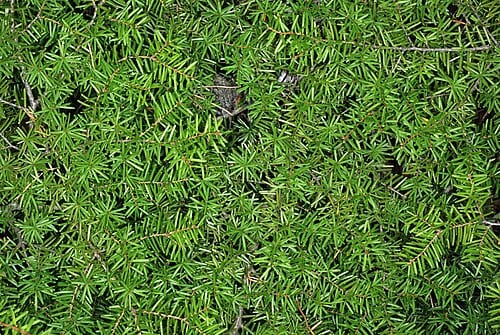 Tsuga caroliniana
