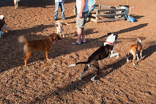 This park, tucked next to Santa Monica Airport, has a leash-free dog play area.