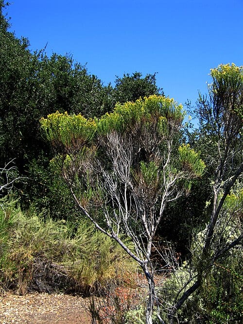 Baccharis pilularis (coyote brush) — flowering in coastal chaparral and woodlands habitat. Located in Los Osos Oaks State Natural Reserve , east/inland of Morro Bay , in San Luis Obispo County, California, USA.