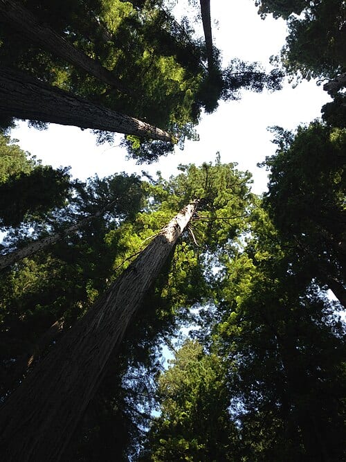 Stout Grove