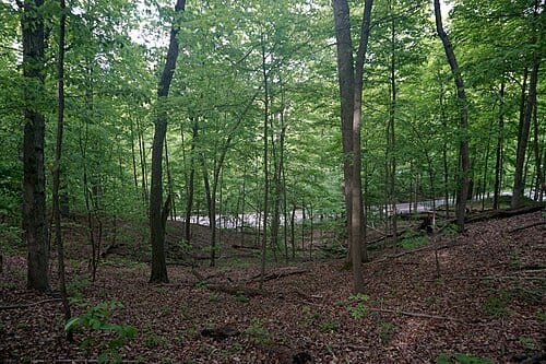 Bird Hills Nature Area in Ann Arbor , Michigan ( United States ).