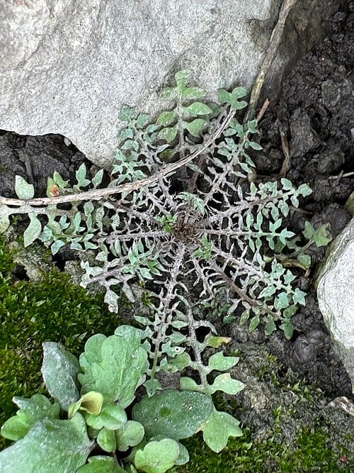 Photo of Virginia cress (Planodes virginicum) uploaded from iNaturalist .