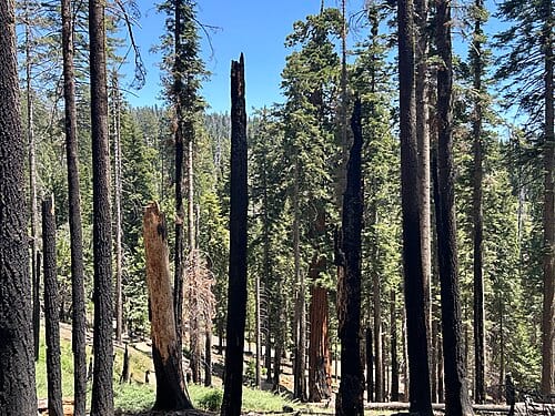 Prescribed (intentional) tree burns and charring along a trail in the Mariposa Grove area of giant redwoods north of Fish Camp, California