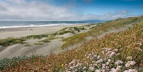 Humboldt Bay National Wildlife Refuge, California. Beach buckwheat ( Eriogonum latifolium ), beach blue grass ( Poa macrantha ) and, in the background, native dune grass ( Elymus mollis ) and yellow sand verbena ( Abronia latifolia ) on the foredune.