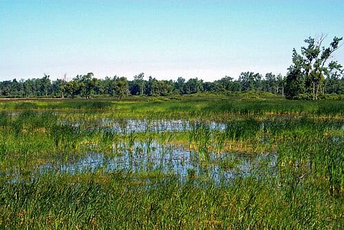 Iroquois National Wildlife Refuge, New York. Credit: USFWS