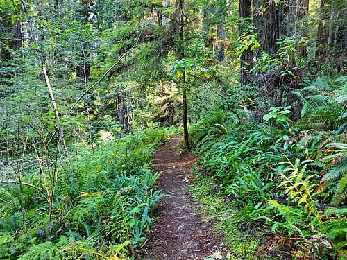 Ah-Pah Interpretive Trail in October 2023. The trail follows part of a former logging road, which was removed in 1995 to restore the landscape.