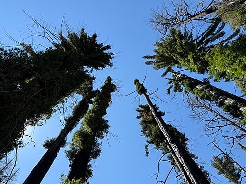 View up into the canopy of Coast Redwoods five years after the CZU Lightning Complex fires along the Redwood Loop Trail within Big Basin Redwoods State Park in Santa Cruz County, California