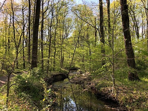 View west down Big Rocky Run within Rocky Run Stream Valley Park in Greenbriar, Fairfax County, Virginia