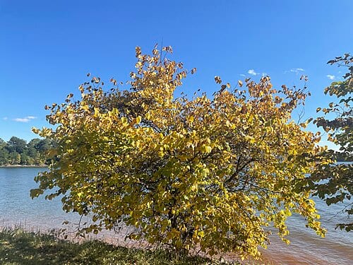 We see that this tree has undergone almost complete change in color and now has lovely yellow leaves all over. Taken at the end of Lakeview Trail by waterfront. Photographer: Meg Preston, Interpretive Ranger