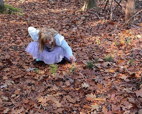 My daughter loves going on nature walks (and dressing up like a princess). While walking on the trail at the open space from the Hammond Woods subdivision (land owned by Charlton Heritage Preservation Trust) in Charlton, Massachusetts, she was delighted to discover these "baby pine trees" along…