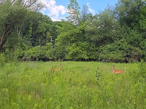 Deer in Furstenberg Nature Area, Ann Arbor, Michigan, 2026