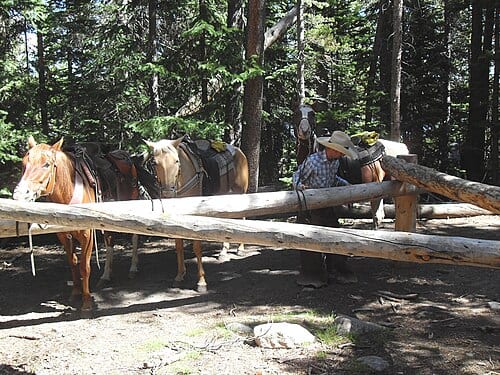 horses near Bierstadt Lake in Rocky Mountain National Park, Colorado in July, 2010