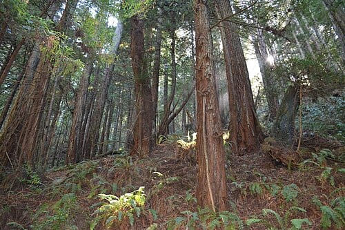Purisima Creek Trail