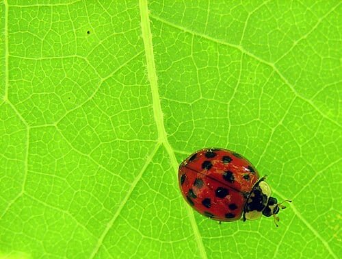 An Asian harlequin lady beetle, Harmonia axyridis , bejewels a leaf as the sun shines through from the other side. Shot in Maryland, this is an invasive species throughout much of the US and Europe. I also have a selective color version here: www.flickr.com/photos/furryscalyman/447757842/ This…