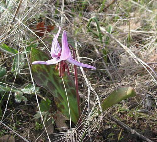 Early spring Erythronium hendersonii seen on Upper Table Rock, near Medford, Jackson County, Oregon henderson'ii: after Louis Fourniquet Henderson (1853-1942), whom the Native Plant Society of Oregon has dubbed the "Grand Old Man of Northwest Botany." Henderson lived through the Civil War in…