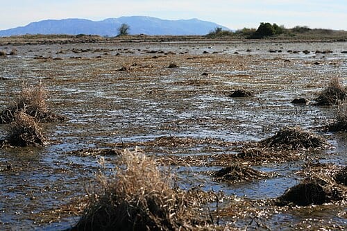Vernal pool