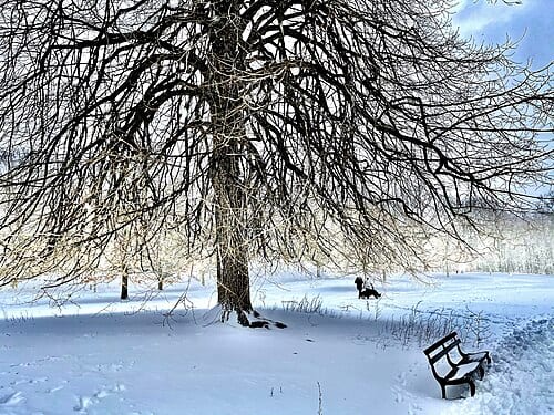 Section of Prospect Park : Long Meadow Prospect Park wildlife depicted : tree Date and time : 2020-12-17 09:13:11