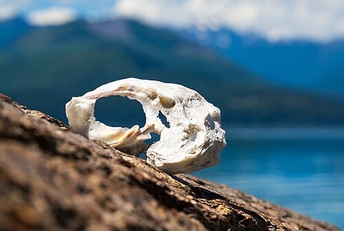 "O Oysters," said the Carpenter, 'You've had a pleasant run! Shall we be trotting home again?' But answer came there none-- And this was scarcely odd, because They'd eaten every one." ~Lewis Carroll Did you know that 85% of the world's oyster beds have disappeared? Luckily, through the efforts of…