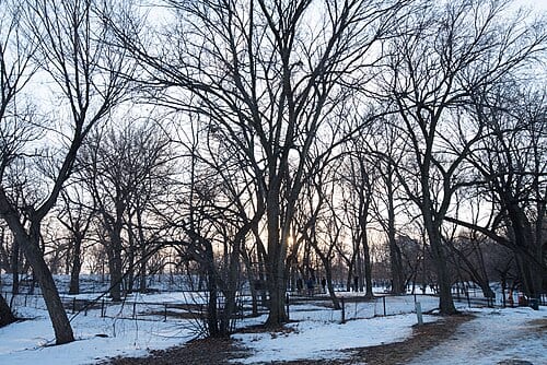 Winter at Lake of the Isles Dog Park, Minneapolis, Minnesota.