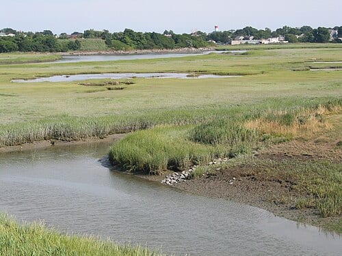 Belle Isle Marsh, East Boston, Massachusetts. July 30, 2005. Photo by me, Alcinoe