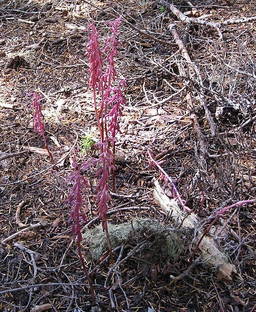 Coralroot - Talapus Lake, Mt. Baker-Snoqualmie National Forest Orchidaceae family These are mycotrophic plants that obtain their organic carbon from a host green plant by tapping into an intermediary mycorrhizal fungus attached to the roots of the host plant. Myco-heterotrophy is a symbiotic…