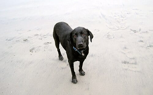 This Black Labrador, Buddy, has enjoyed a day at the Belmont Shores dog beach in Long Beach, CA.
