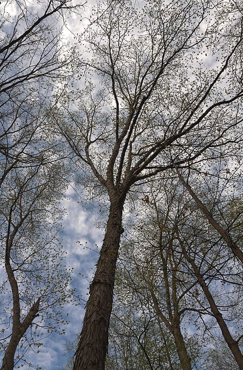 Carya ovata along the Maple Loop Trail in Blacklick Woods Metro Park early May.