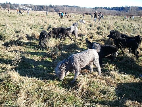 Poodles at Play, Marymoor Dog Park , Redmond, Washington , USA