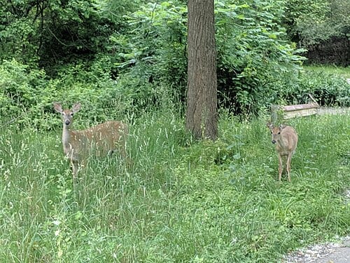 Two deer in Durand Eastman Park