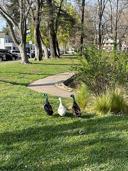Ducks on the Sonoma Plaza