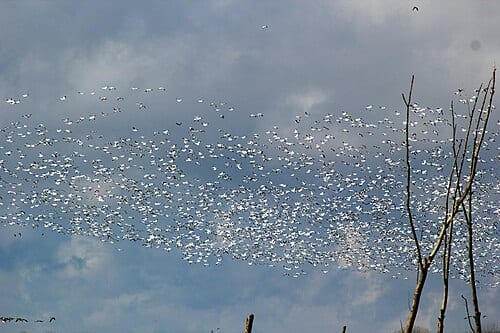 December is a great time to visit Chautauqua National Wildlife Refuge on the Illinois River. Check out all these snow geese!