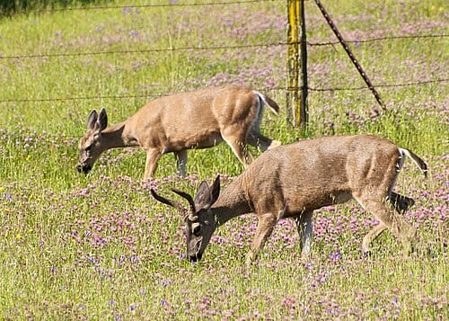 Black-tailed deer in Coyote Lake-Harvey Bear Ranch County Park, California, United States