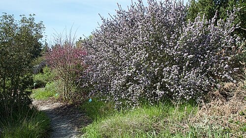 A giant Ceanothus cuneatus in full bloom at Ulistac Natural Area. Today this Ceanothus is teaming with bumble bees and honey bees. I found both Bombus vosnesenskii and B. melanopygus feeding on this outstanding tree-sized shrub. The smaller tree to the left is a Western Redbud (Cercis…