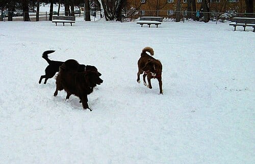 Canine friends enjoy Winter play at a dog park in South Euclid, Ohio