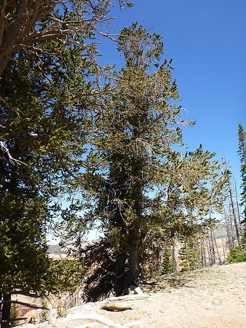 Alpine Pond Trail at Cedar Breaks
