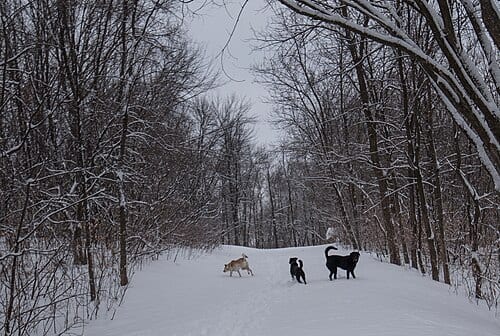 Winter at Fish Lake Regional Park in the Maple Grove-Plymouth area, Minnesota.