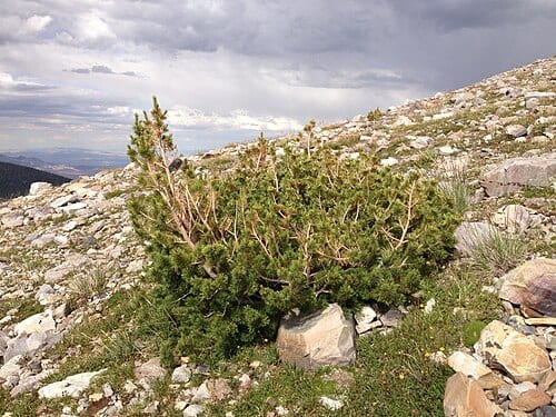 Krummholz Limber Pine at tree line along the Wheeler Peak Summit Trail on July 14th 2013