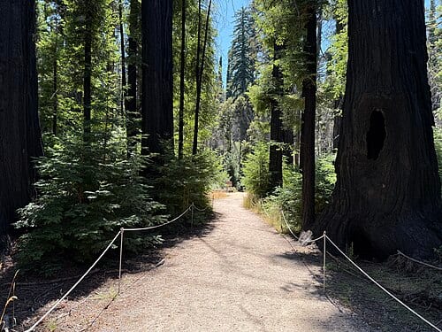 View along the Redwood Loop Trail five years after the CZU Lightning Complex fires within Big Basin Redwoods State Park in Santa Cruz County, California
