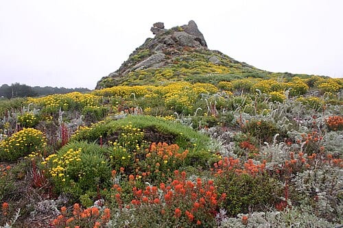 Point Lobos flower tower at Point Lobos State Reserve in 2006, Northern California. Note: California coastal sage and chaparral ecoregion flora.